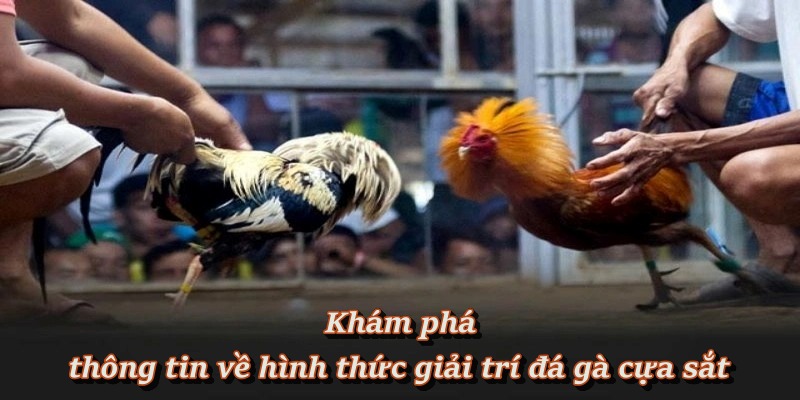 Đá gà cựa sắt là gì? Nguồn gốc và sức hút hiện nay Đá gà cựa sắt là gì? Nguồn gốc và sức hút hiện nay