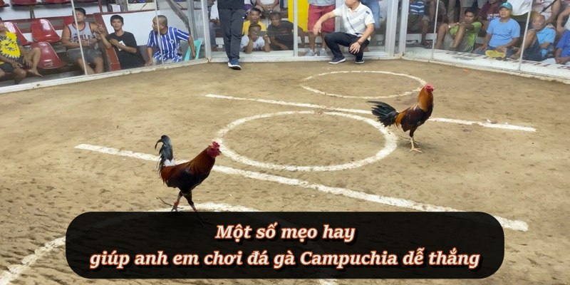 Chiến thuật đơn giản giúp người mới hạn chế rủi ro Chiến thuật đơn giản giúp người mới hạn chế rủi ro